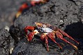 Crabe des Galapagos (Grapsus grapsus) Ref:36413